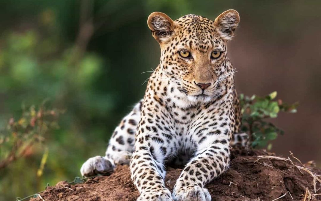 Coming soon to Zambia’s Kingdom